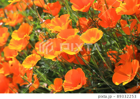 オレンジ色の花菱草(ハナビシソウ) カリフォルニアポピー オレンジ色の花菱草(ハナビシソウ) カリフォルニアポピー 89332253
