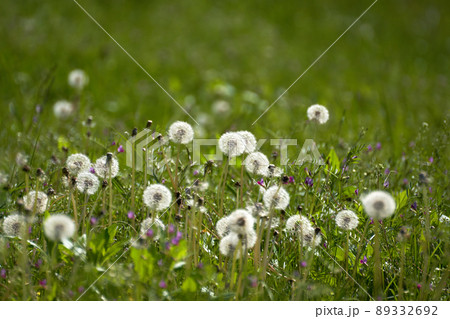 綿毛になった野原のタンポポ 89332692