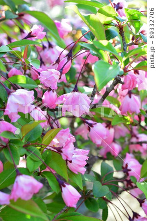 ハナカイドウ(花海棠) ハナカイドウ(花海棠) 89332706
