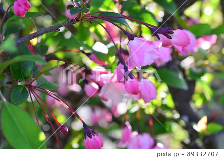 ハナカイドウ(花海棠) ハナカイドウ(花海棠) 89332707