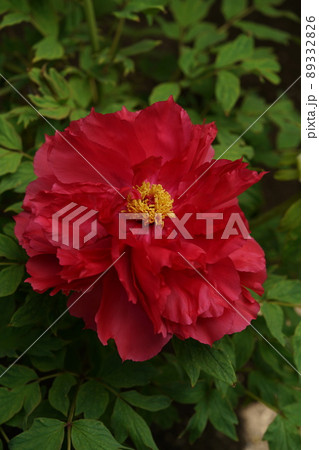 ぼたん（薄赤） 89332826