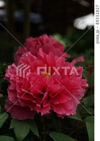 ぼたん（薄赤） 89332827