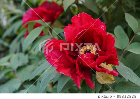 ぼたん(薄赤) ぼたん(薄赤) 89332828