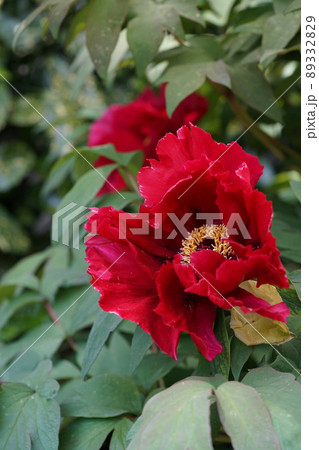 ぼたん（薄赤） 89332829