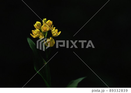 木漏れ日で輝く野生ラン　キンラン 89332839