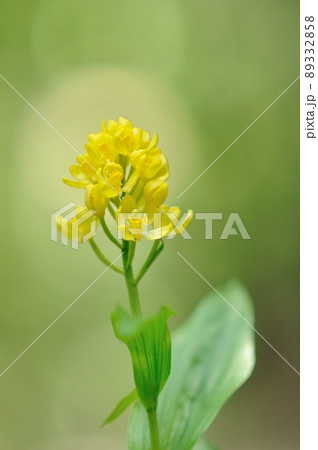 木漏れ日で輝く野生ラン キンラン 木漏れ日で輝く野生ラン キンラン 89332858