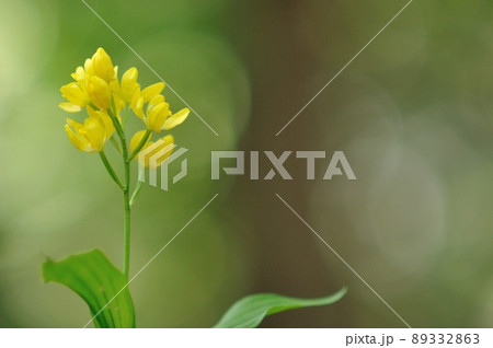 木漏れ日で輝く野生ラン キンラン 木漏れ日で輝く野生ラン キンラン 89332863