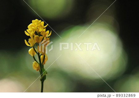 木漏れ日で輝く野生ラン　キンラン 89332869