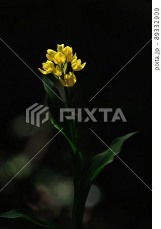 木漏れ日で輝く野生ラン キンラン 木漏れ日で輝く野生ラン キンラン 89332909