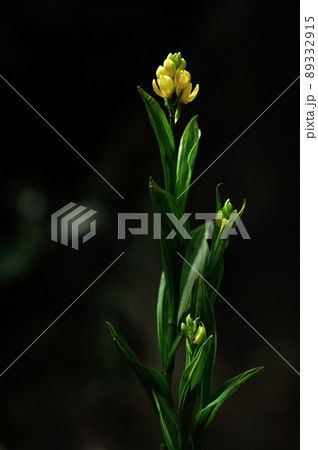 木漏れ日で輝く野生ラン　キンラン 89332915