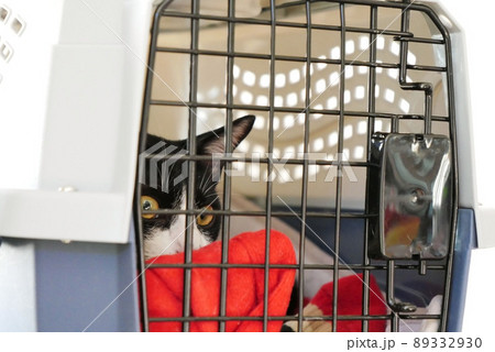 ペット用キャリーケースから外を覗く仔猫 ペット用キャリーケースから外を覗く仔猫 89332930