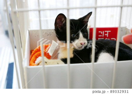 ケージの中で人の手に驚く仔猫 89332931