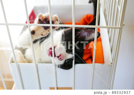 ケージの中で退屈している仔猫 89332937