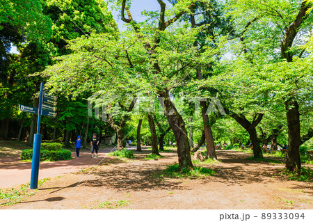 吉祥寺　新緑の井の頭公園 89333094