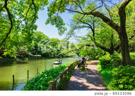 吉祥寺 新緑の井の頭公園 吉祥寺 新緑の井の頭公園 89333096