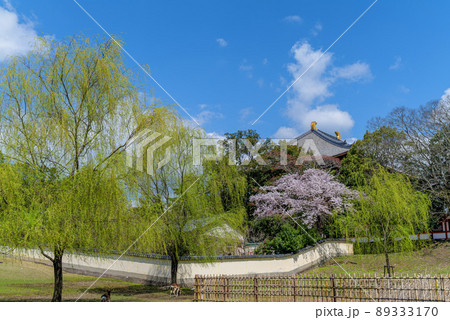 東大寺 大仏殿西回廊 鹿と桜 2022年4月4日 東大寺 大仏殿西回廊 鹿と桜 2022年4月4日 89333170