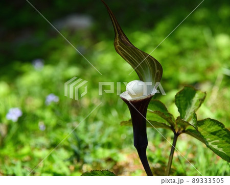 六甲高山植物園のユキモチソウの花 六甲高山植物園のユキモチソウの花 89333505