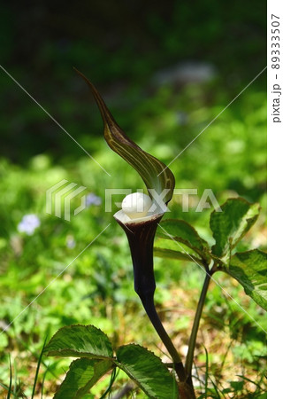 六甲高山植物園のユキモチソウの花 六甲高山植物園のユキモチソウの花 89333507