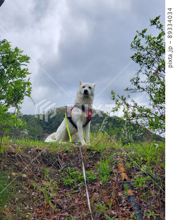 屋外 室外 犬 89334034
