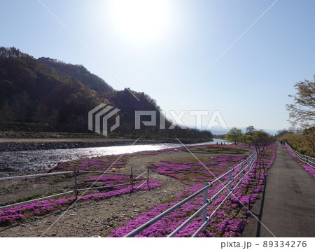 芝桜 シバザクラ しばざくら 立谷川 芝桜 シバザクラ しばざくら 立谷川 89334276