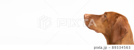 Female dog looks up. Hungarian shorthaired gelding's head. Panorama. 89334563