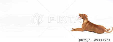 Panoramic frame. A Hungarian hedgehog lies with its muzzle open against a white background. Panoramic frame. A Hungarian hedgehog lies with its muzzle open against a white background. 89334573