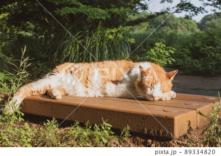 公園のベンチでくつろぐ茶猫　リラックスできる癒しの昼寝イメージ　背景素材 89334820