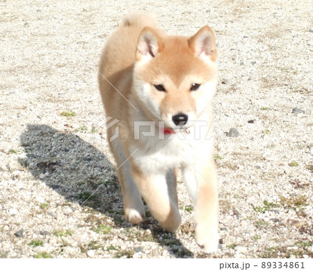 ちいさな柴犬 ちいさな柴犬 89334861