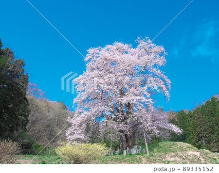 【2021年4月】一本桜 - 秋山の駒桜 【2021年4月】一本桜 - 秋山の駒桜 89335152