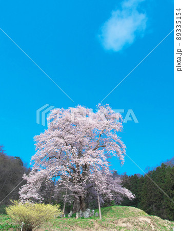 【2021年4月】一本桜 - 秋山の駒桜 【2021年4月】一本桜 - 秋山の駒桜 89335154