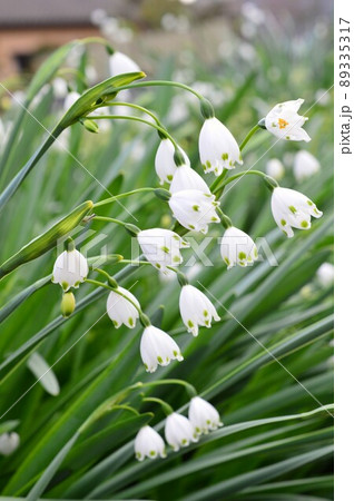 スノーフレーク（鈴蘭水仙・大待雪草） 89335317