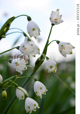 スノーフレーク（鈴蘭水仙・大待雪草） 89335318