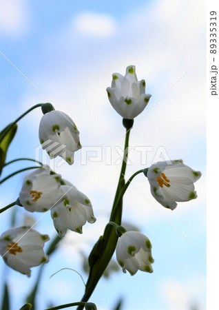 スノーフレーク（鈴蘭水仙・大待雪草） 89335319