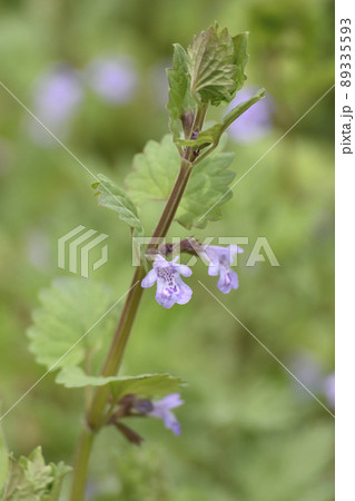 カキドオシ 89335593