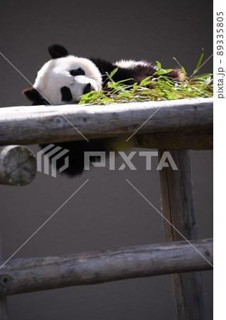 アスレチックを楽しむ子パンダ 89335805
