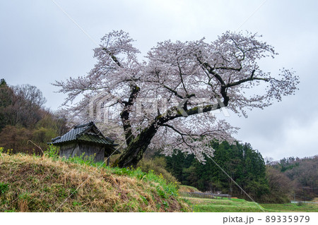 小沢の桜と祠 小沢の桜と祠 89335979