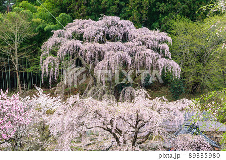 福聚寺桜と山門 89335980
