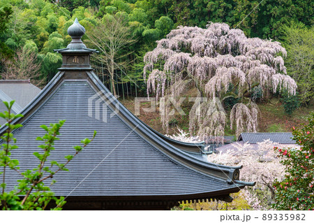 福聚寺桜 福聚寺桜 89335982
