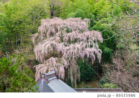福聚寺桜と屋根 福聚寺桜と屋根 89335986