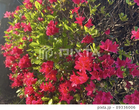 鮮やかなツツジ 89336006