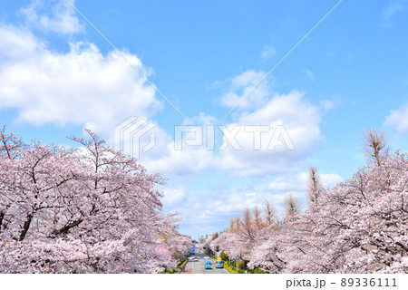 白い雲浮かぶ青空に映える国立大学通りの満開の桜 白い雲浮かぶ青空に映える国立大学通りの満開の桜 89336111