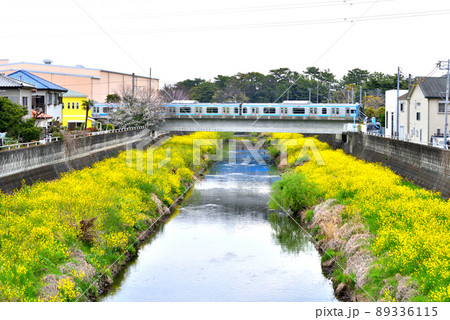 黄色い菜の花が川岸を覆う目久尻川を渡るJR相模線 89336115