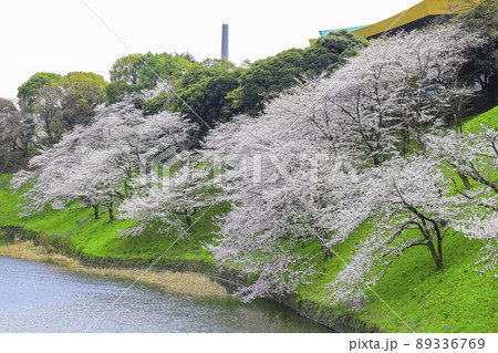 東京都 千鳥ヶ淵 満開の桜 東京都 千鳥ヶ淵 満開の桜 89336769