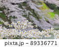 東京都　千鳥ヶ淵　満開の桜 89336771