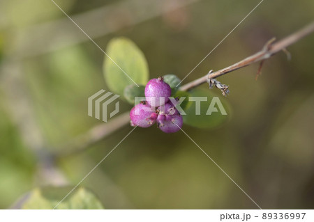 Coralberry Coralberry 89336997