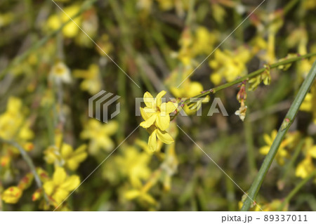 Winter jasmine 89337011