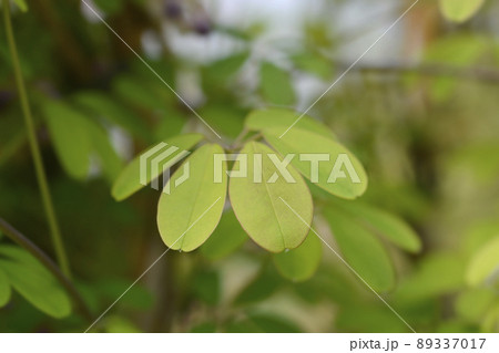 Five-leaf akebia Five-leaf akebia 89337017