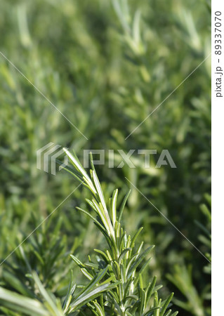 Rosemary leaves 89337070