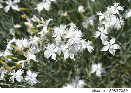 Feathered Pink Feathered Pink 89337080