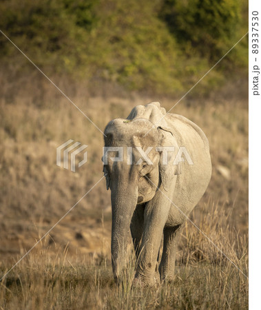 wild asian elephant or tusker head on portrait strolling or walking in winter morning light at dhikala zone of jim corbett national park forest uttarakhand india asia - Elephas maximus indicus wild asian elephant or tusker head on portrait strolling or walking in winter morning light at dhikala zone of jim corbett national park forest uttarakhand india asia - Elephas maximus indicus 89337530